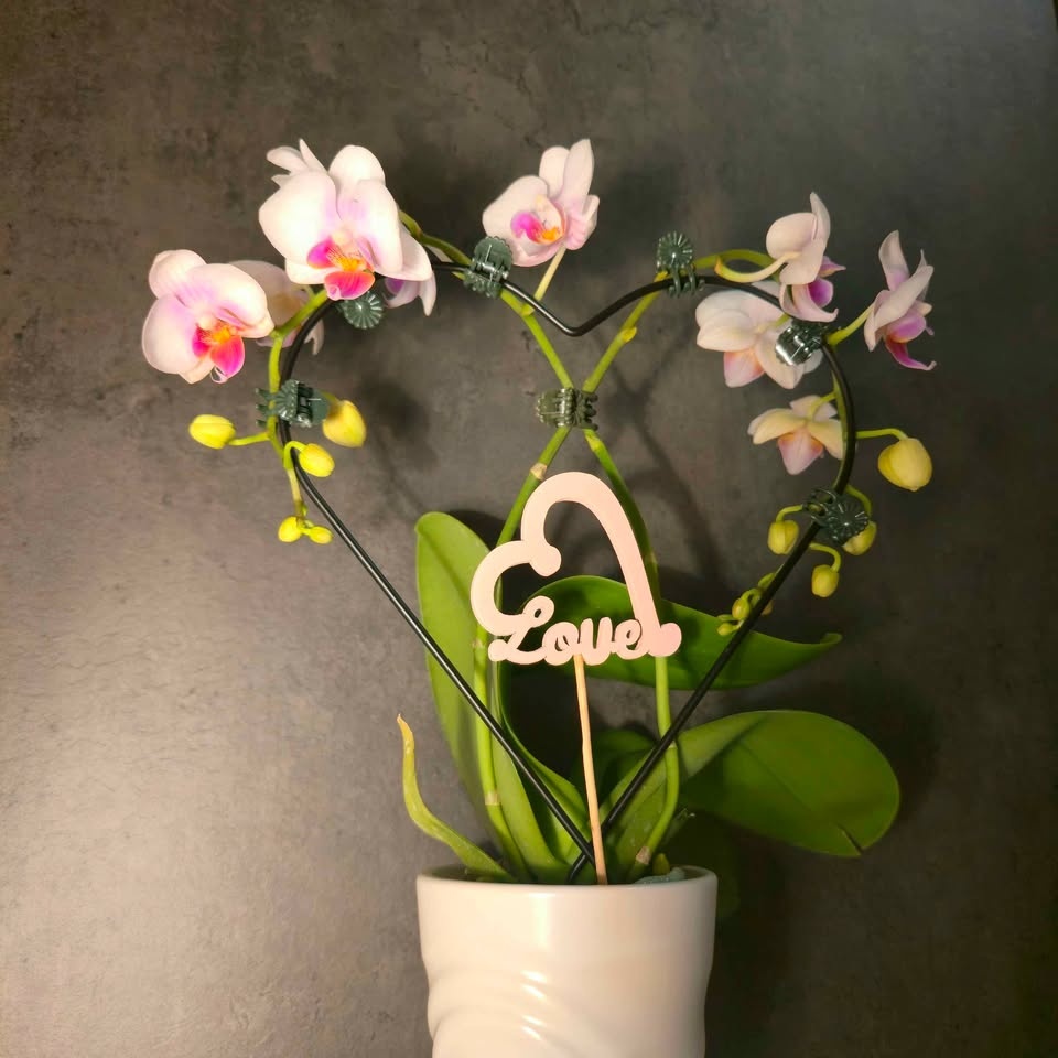 Heart-Shapped Orchid | Real Flowers | FREE LOCAL DELIVERY / PICK - photo 3