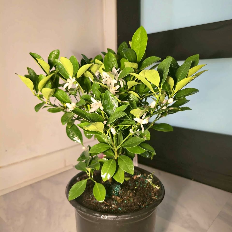 Lime Tree with Fragrant Flowers | 1.6' Indoor/Outdoor Plant