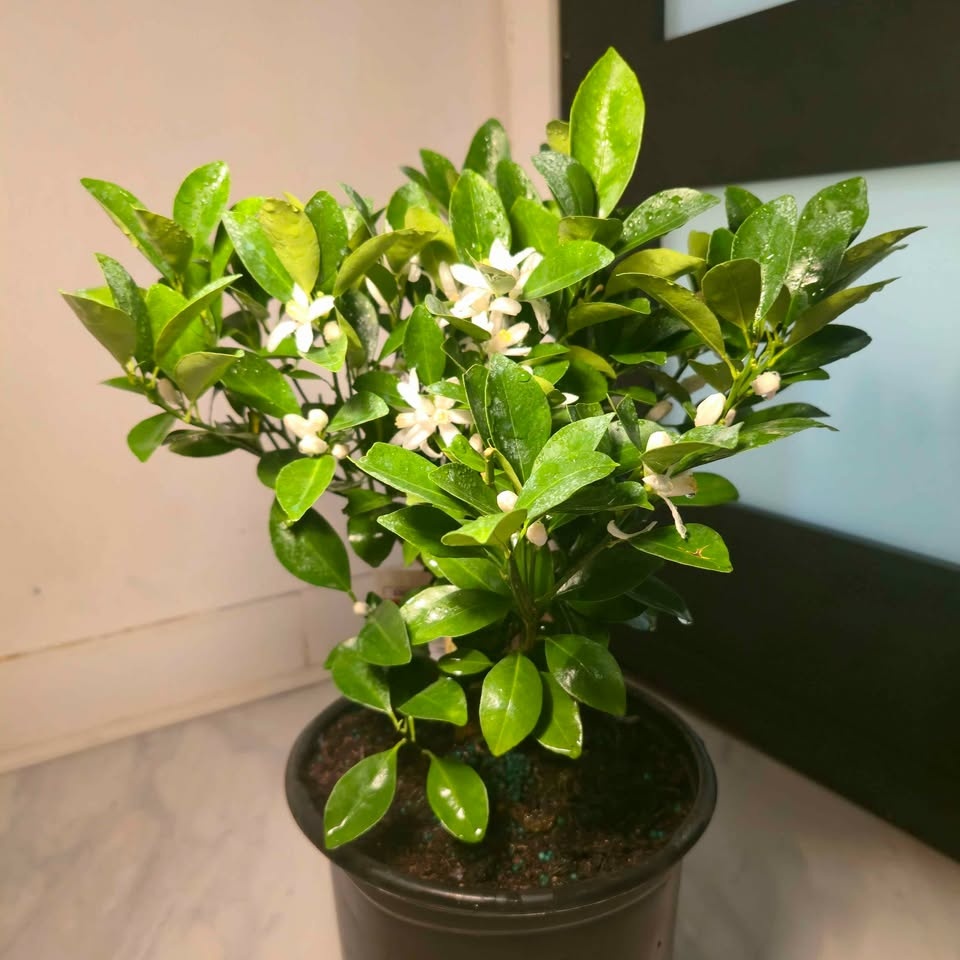 Lime Tree with Fragrant Flowers | 1.6' Indoor/Outdoor Plant - photo 2