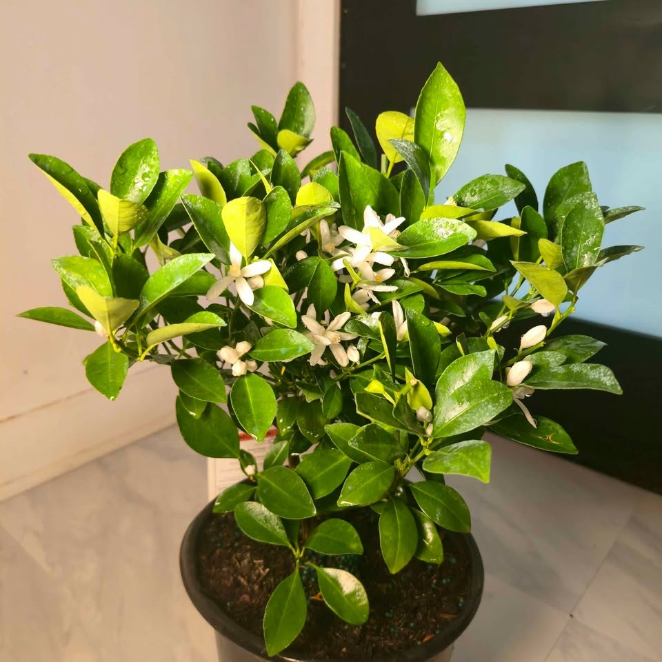Lime Tree with Fragrant Flowers | 1.6' Indoor/Outdoor Plant - photo 4