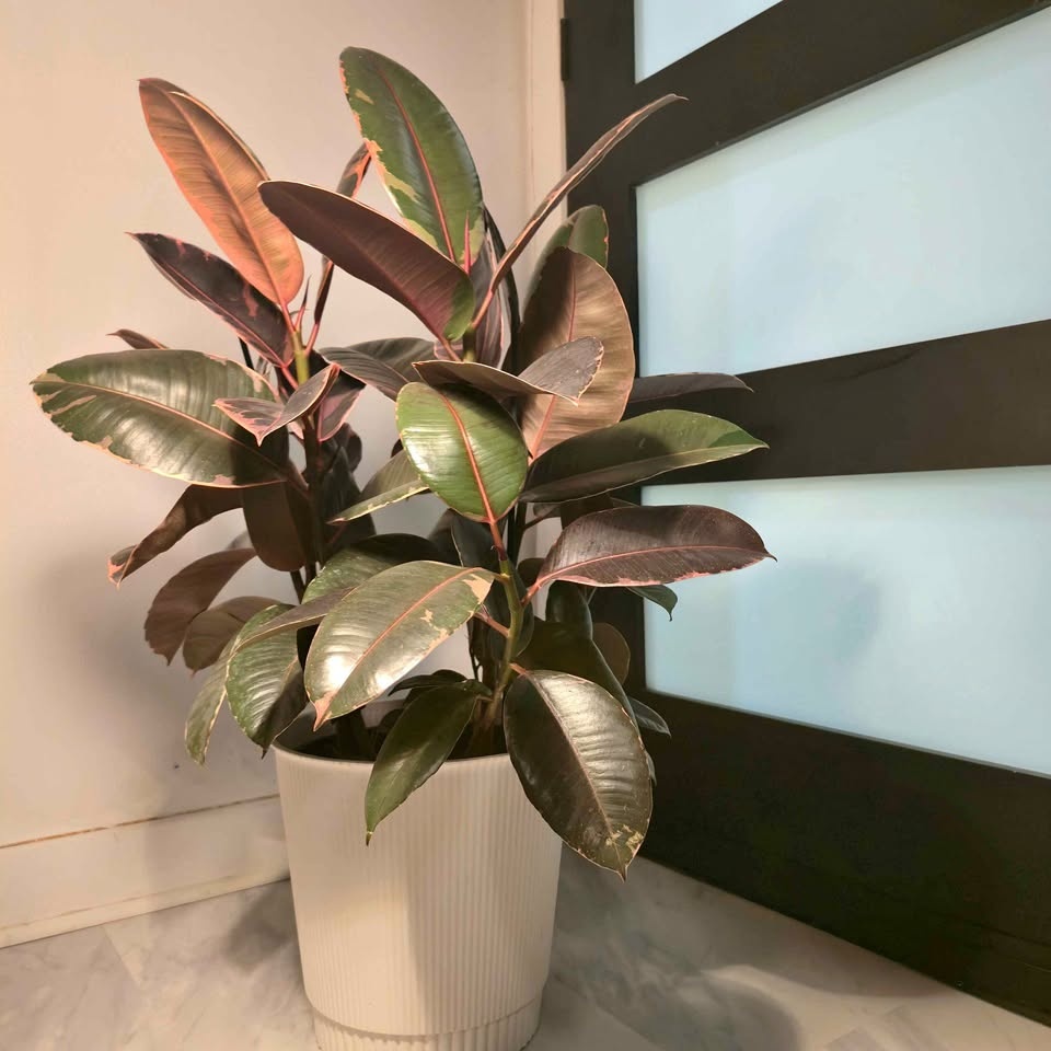 Real Rubber Tree | 2.6' Indoor Plant | FREE LOCAL DELIVERY