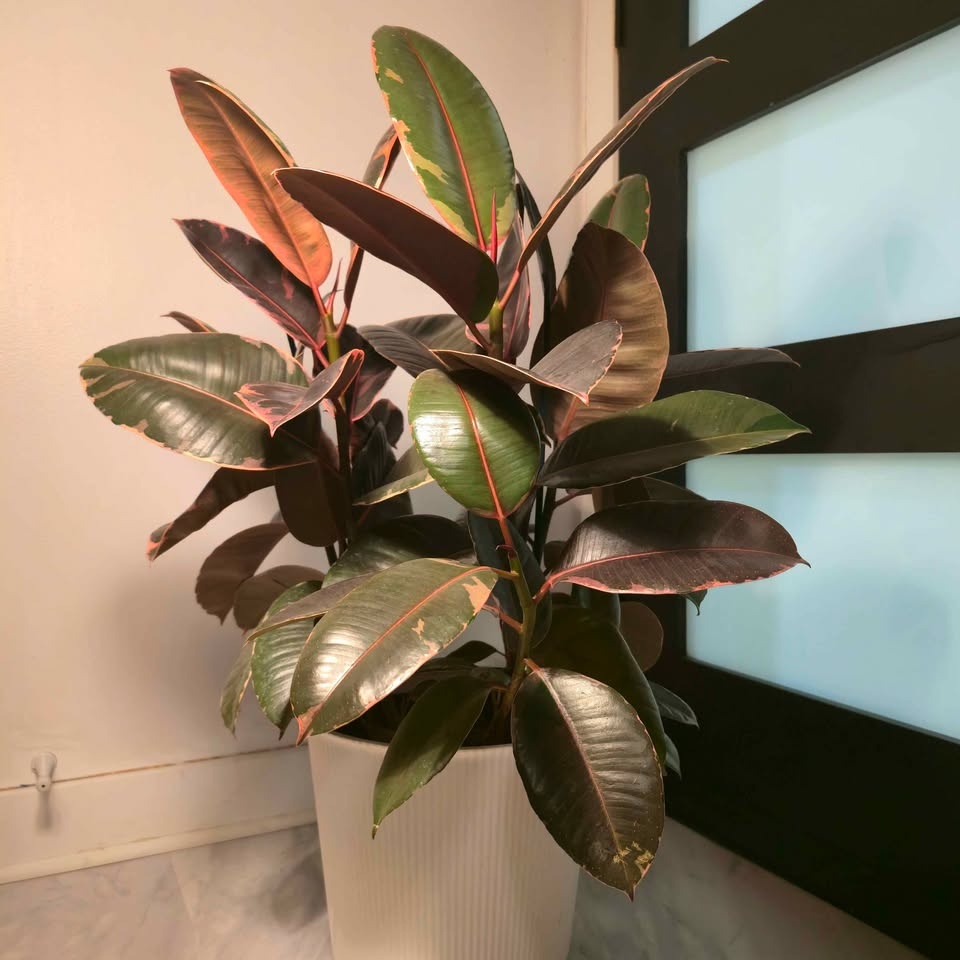 Real Rubber Tree | 2.6' Indoor Plant | FREE LOCAL DELIVERY - photo 2