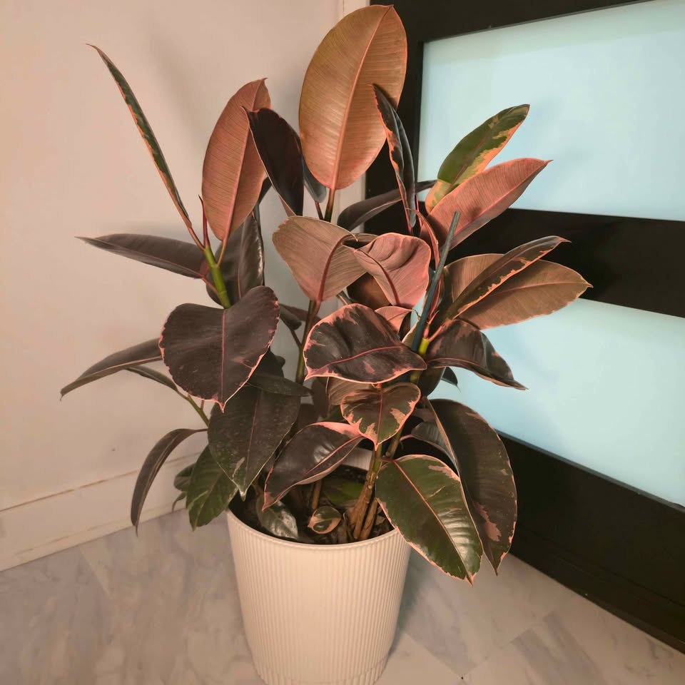 Real Rubber Tree | 2.6' Indoor Plant | FREE LOCAL DELIVERY - photo 3