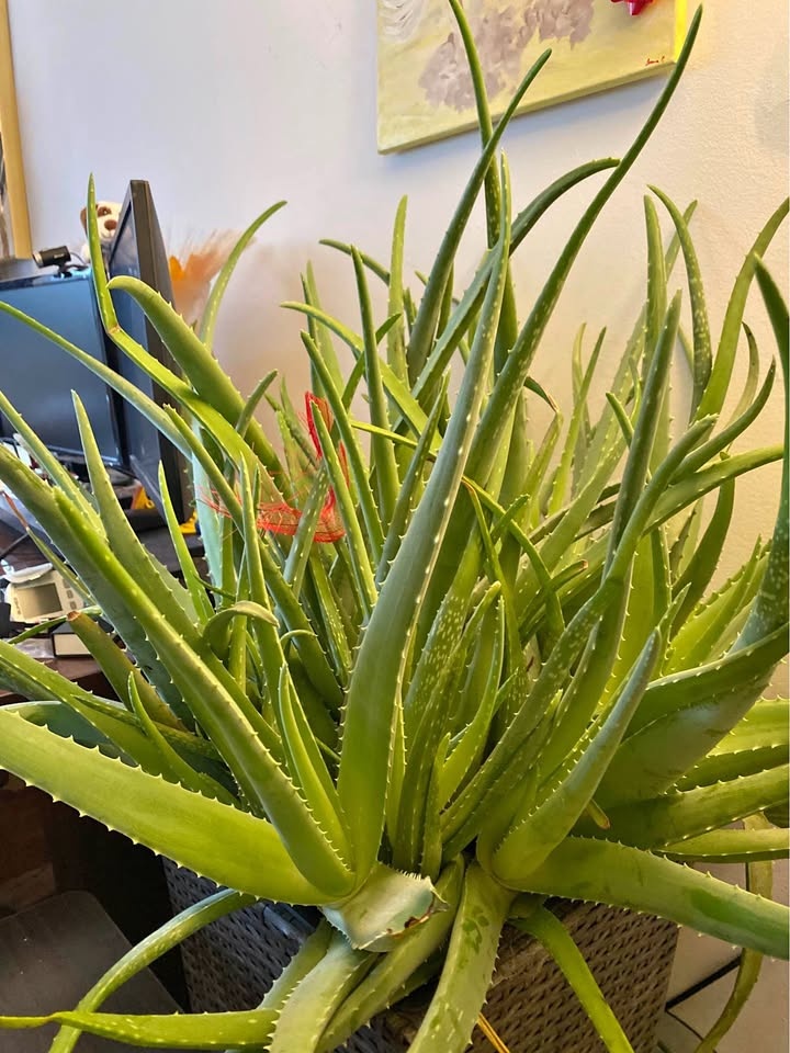 Large Aloe Vera Plants - Organic Genes