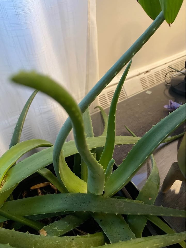 Large Aloe Vera Plants - Organic Genes - photo 2