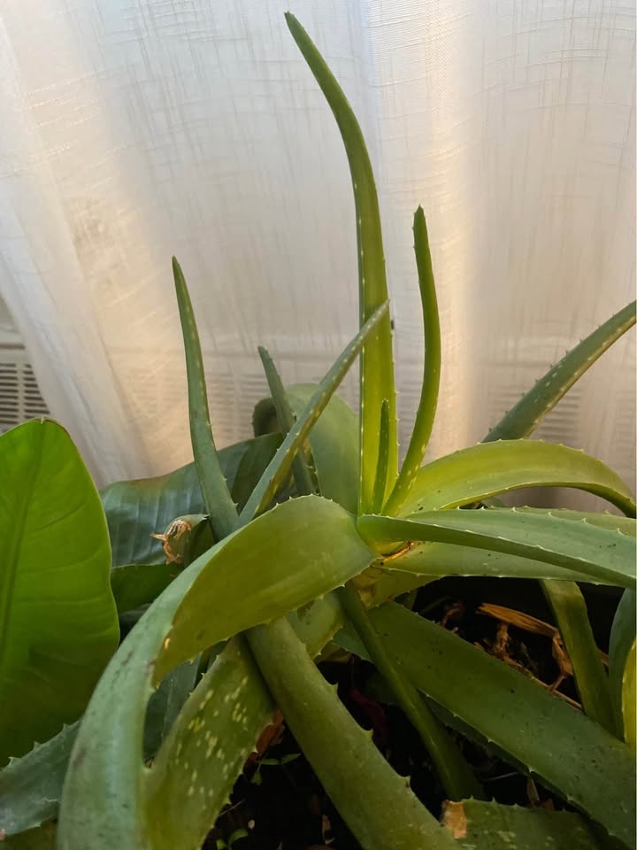 Large Aloe Vera Plants - Organic Genes - photo 3