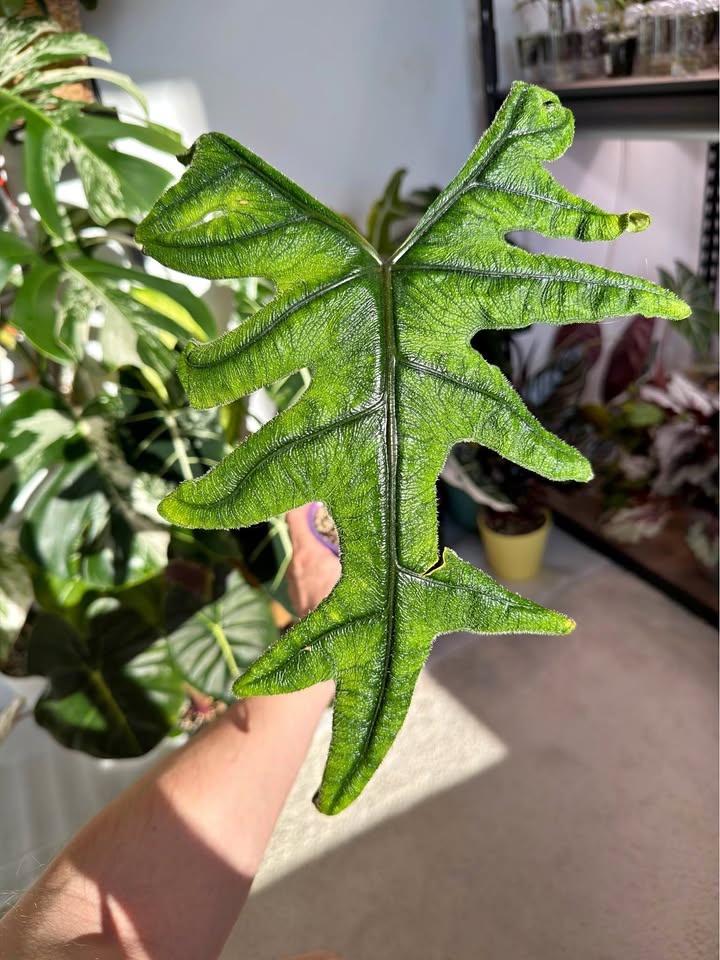 30 cm Alocasia Jacklyn in self watering cup