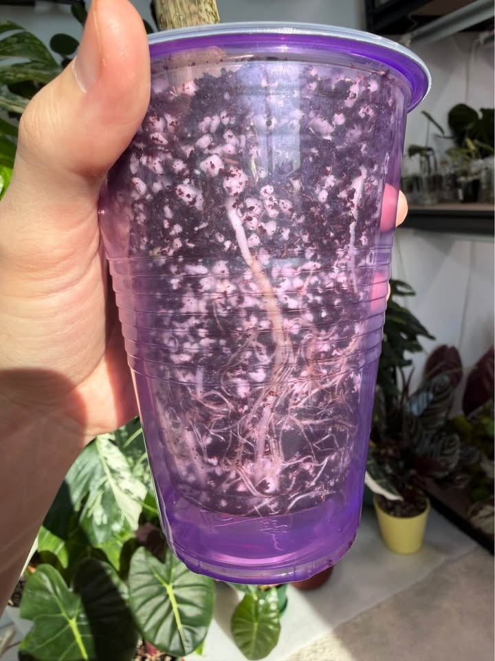 30 cm Alocasia Jacklyn in self watering cup - photo 2