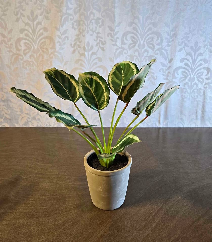 Fake Calatheas Plant