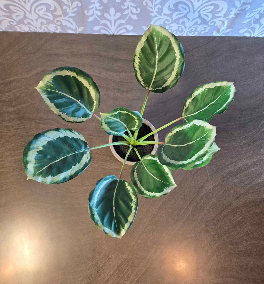 Fake Calatheas Plant - photo 2