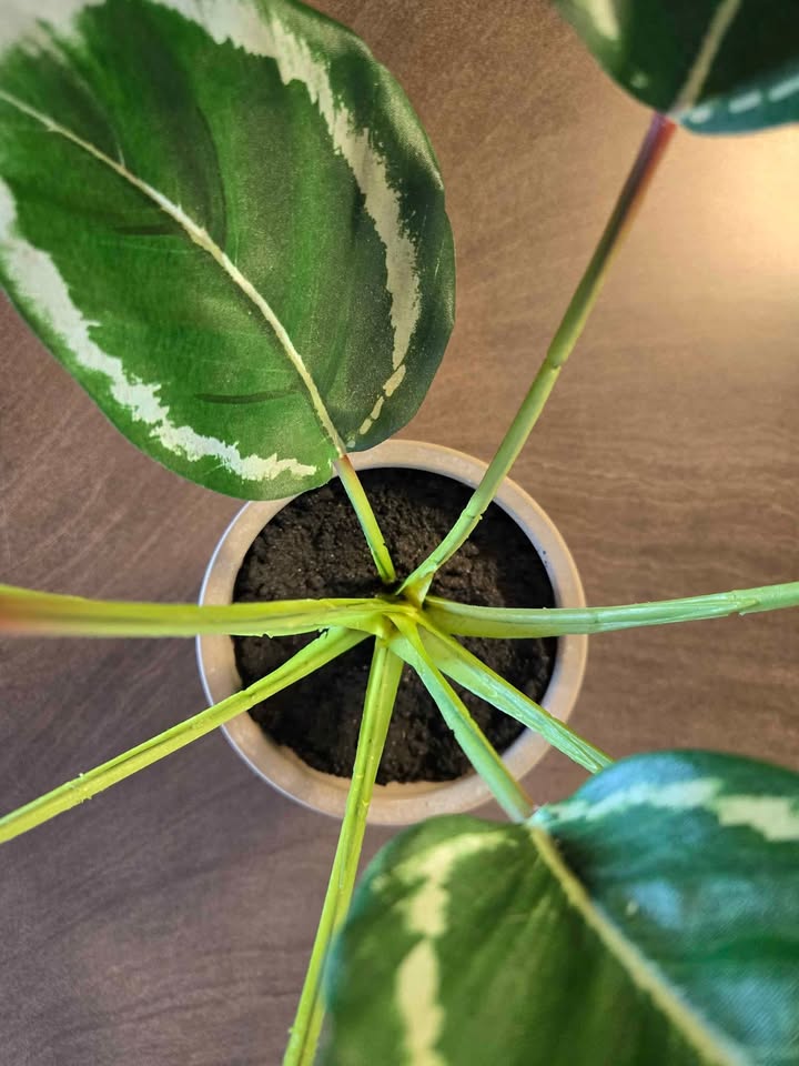 Fake Calatheas Plant - photo 3