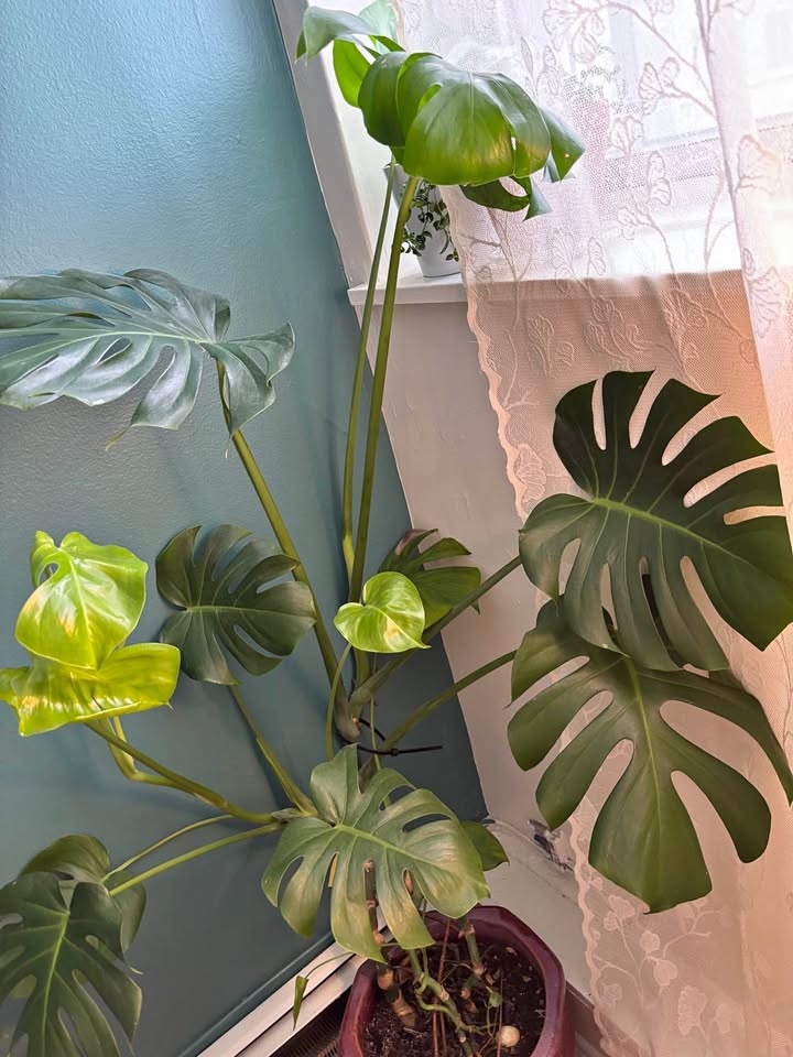 Large Bear Paw Plant for Sale – Excellent Condition 🌿