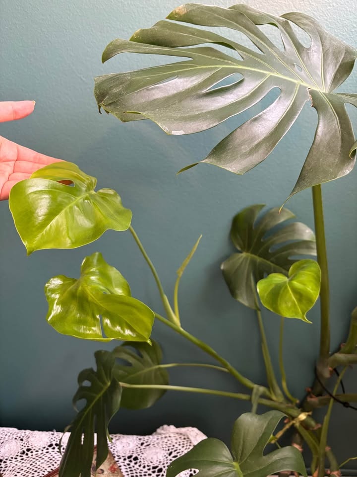 Large Bear Paw Plant for Sale – Excellent Condition 🌿 - photo 2