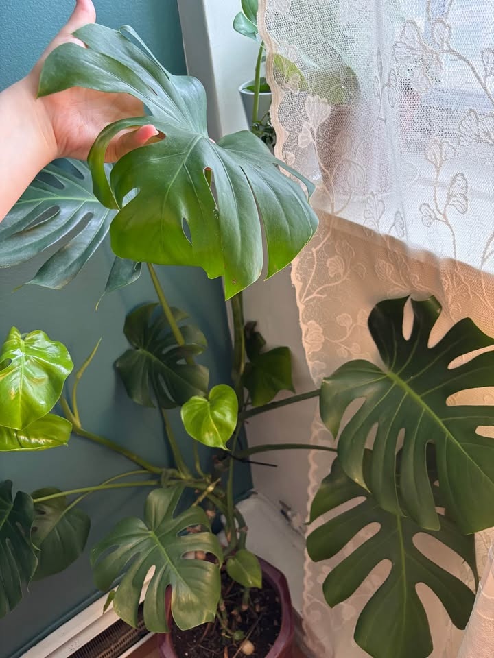 Large Bear Paw Plant for Sale – Excellent Condition 🌿 - photo 3
