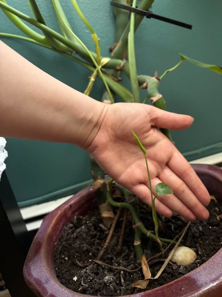 Large Bear Paw Plant for Sale – Excellent Condition 🌿 - photo 4