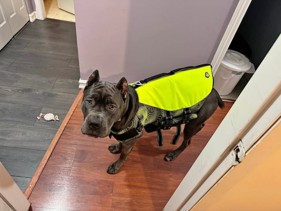Dog Lifejacket