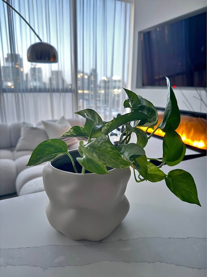 Pothos & Pony Tail Palm Plant Set - EQ3 Pot