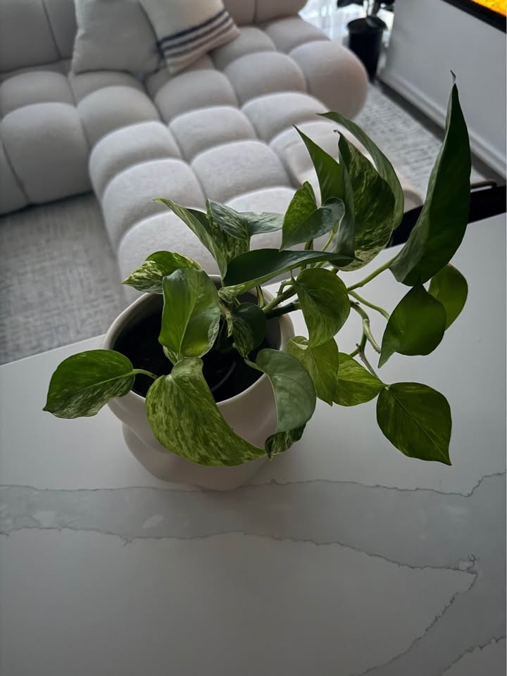 Pothos & Pony Tail Palm Plant Set - EQ3 Pot - photo 2