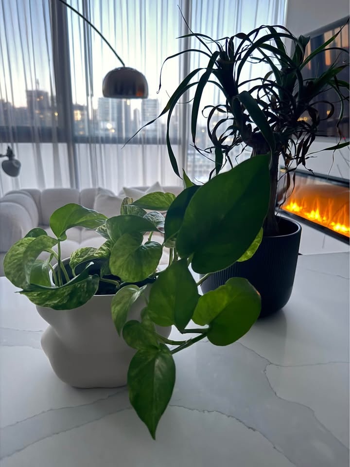 Pothos & Pony Tail Palm Plant Set - EQ3 Pot - photo 3