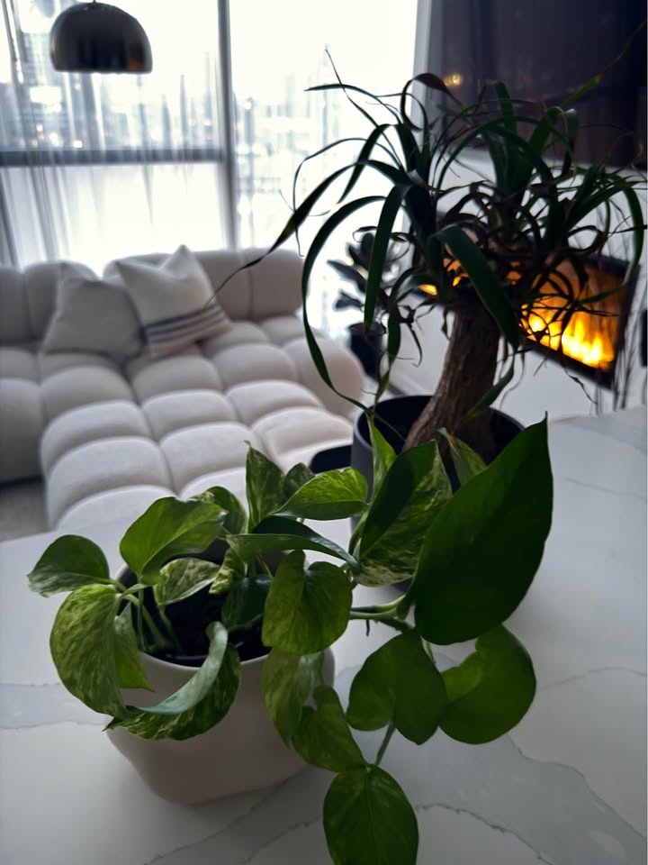 Pothos & Pony Tail Palm Plant Set - EQ3 Pot - photo 4