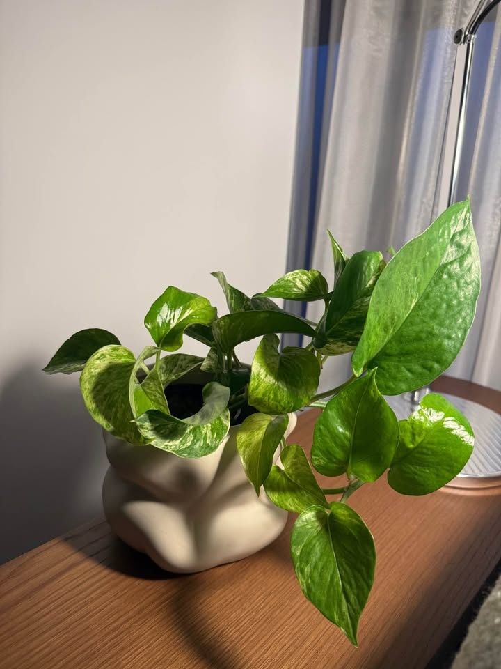 Pothos & Pony Tail Palm Plant Set - EQ3 Pot - photo 5