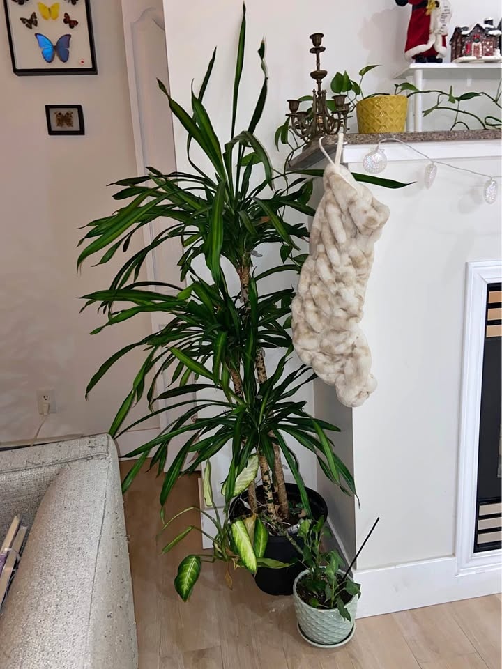Moving Sale - Plants
