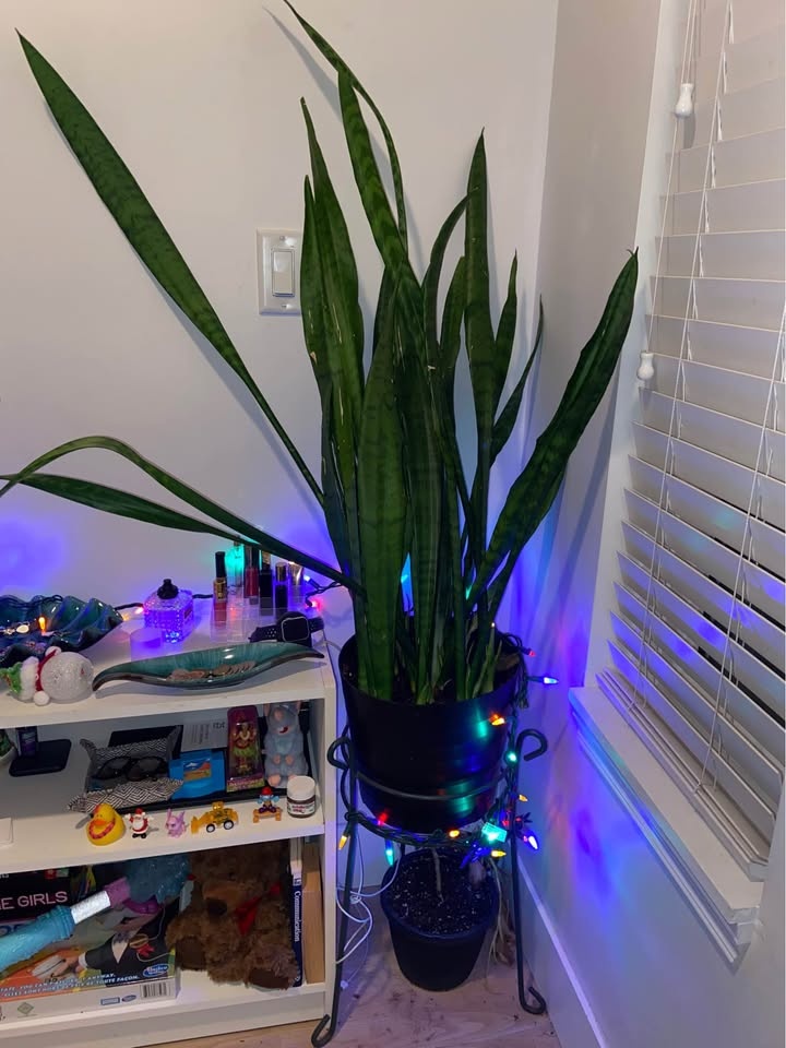 Moving Sale - Plants - photo 2