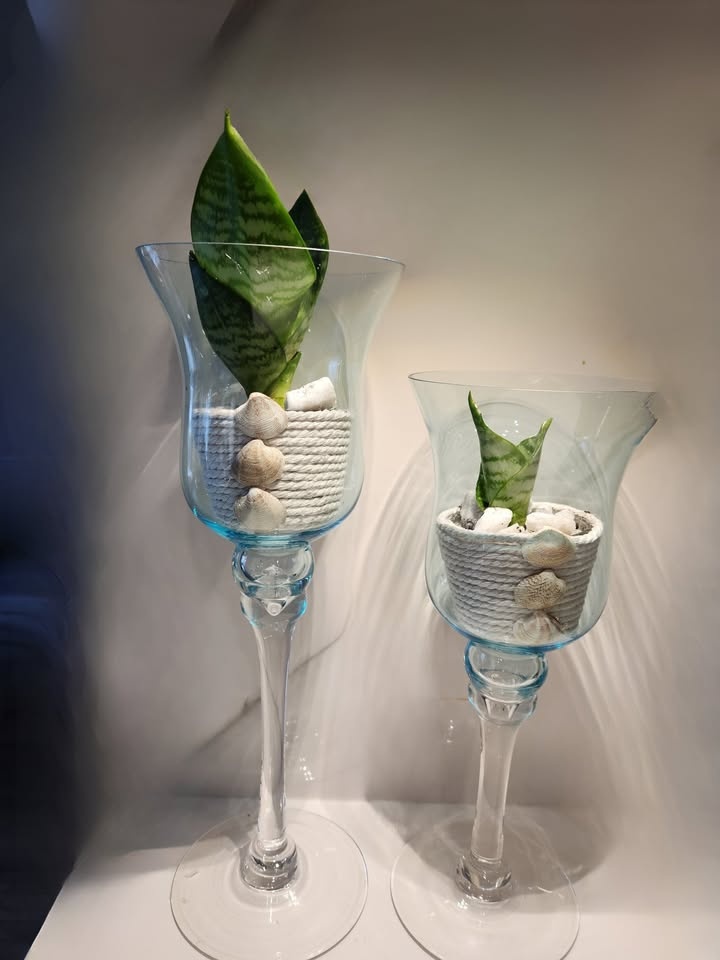Coastal vibe planters with plants