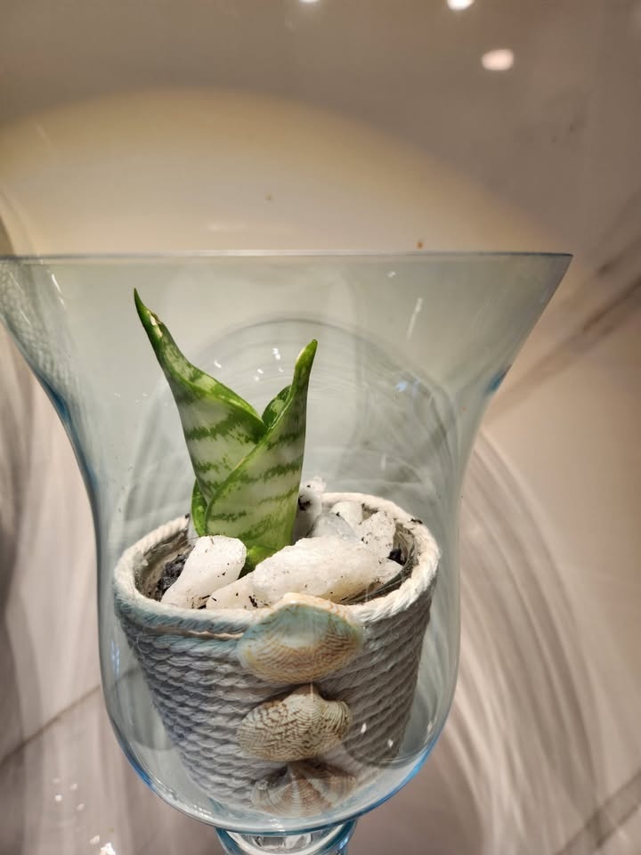 Coastal vibe planters with plants - photo 2