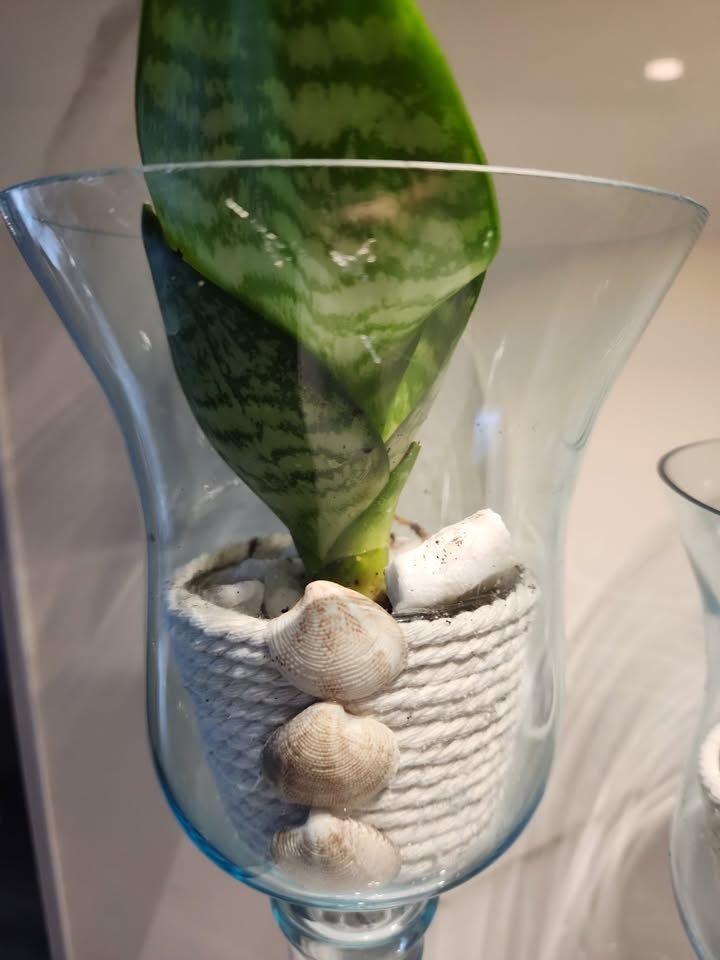 Coastal vibe planters with plants - photo 3