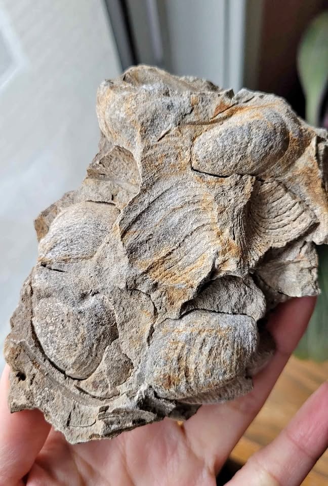 Unique Clam Fossil Cluster