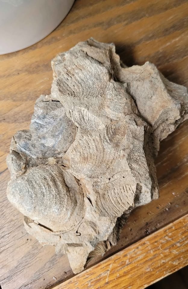 Unique Clam Fossil Cluster - photo 2
