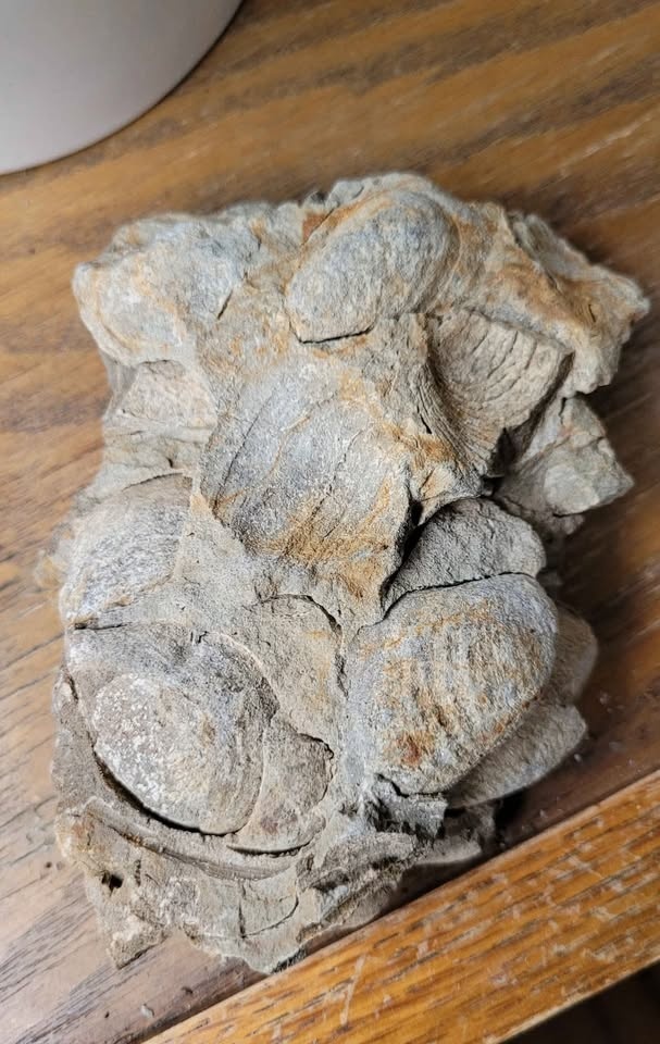 Unique Clam Fossil Cluster - photo 3