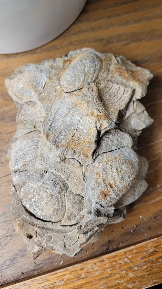 Unique Clam Fossil Cluster - photo 4