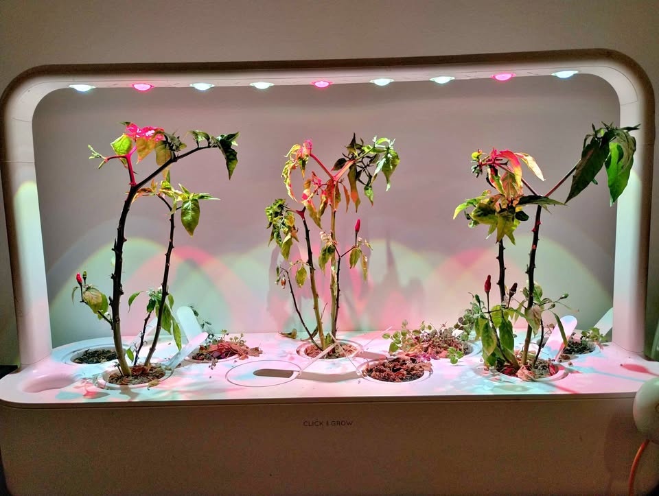 Click and grow smart garden 9