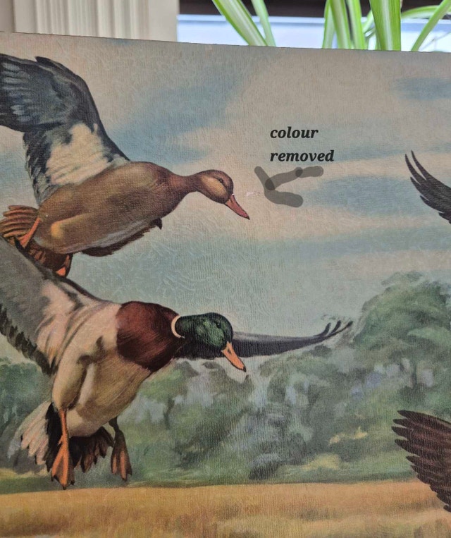 CERNIA Lithograph print Mallard ducks - photo 4