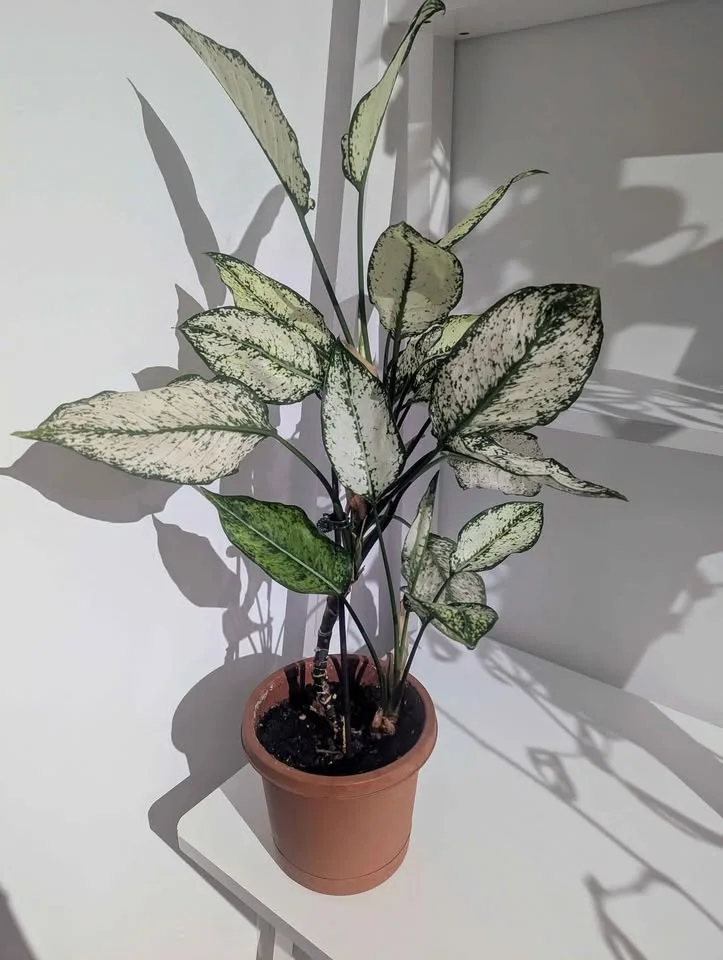Plants for Sale thumbnail