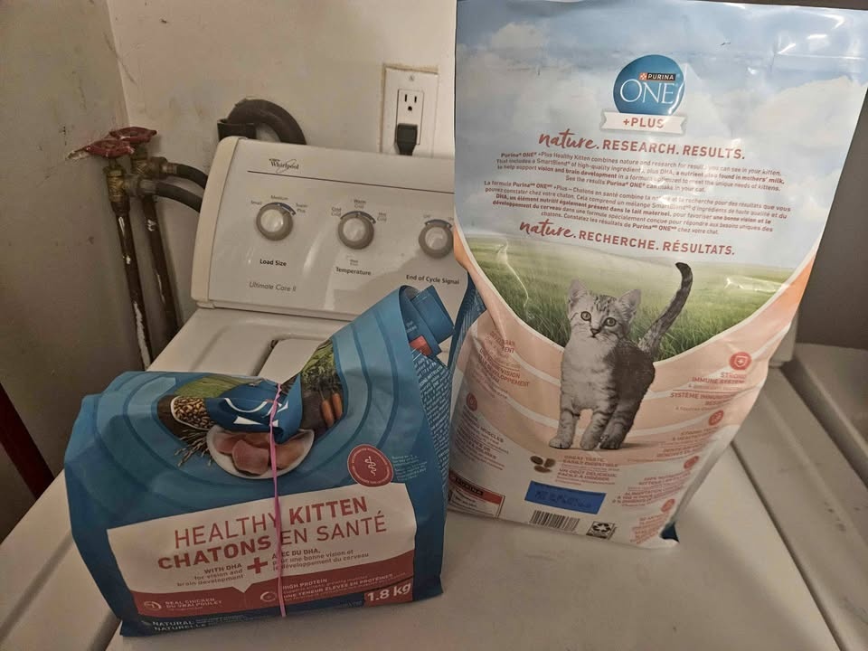 Cat food for kittens