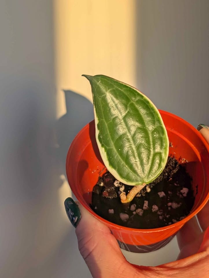 Hoya Plants for Sale