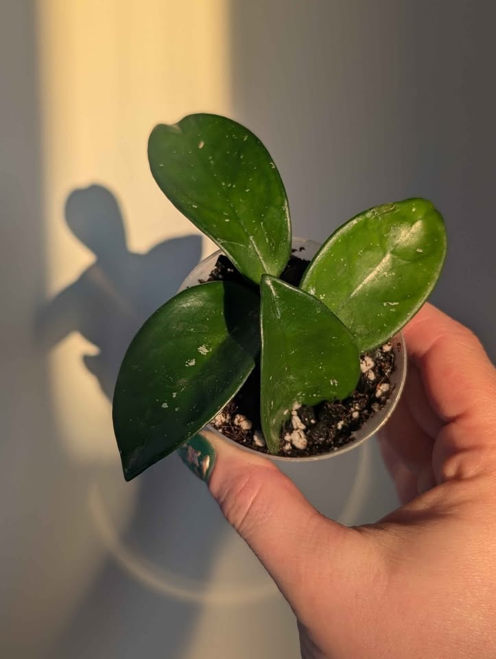 Hoya Plants for Sale - photo 2