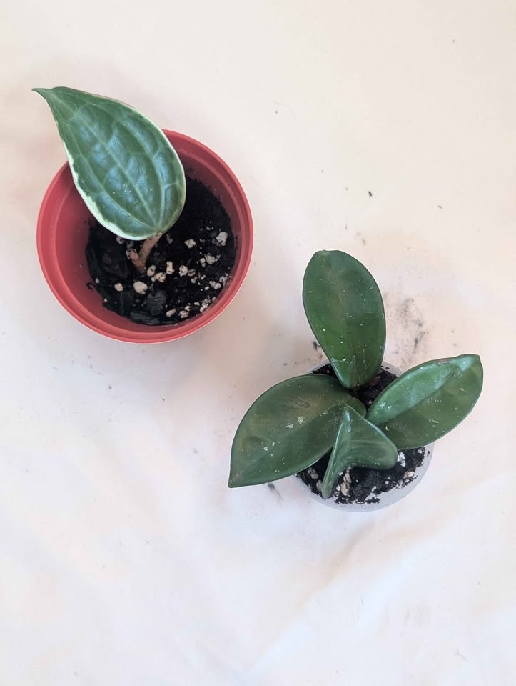 Hoya Plants for Sale - photo 3