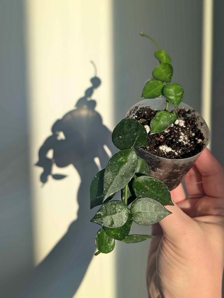 Hoya Khroniana Splash Plants