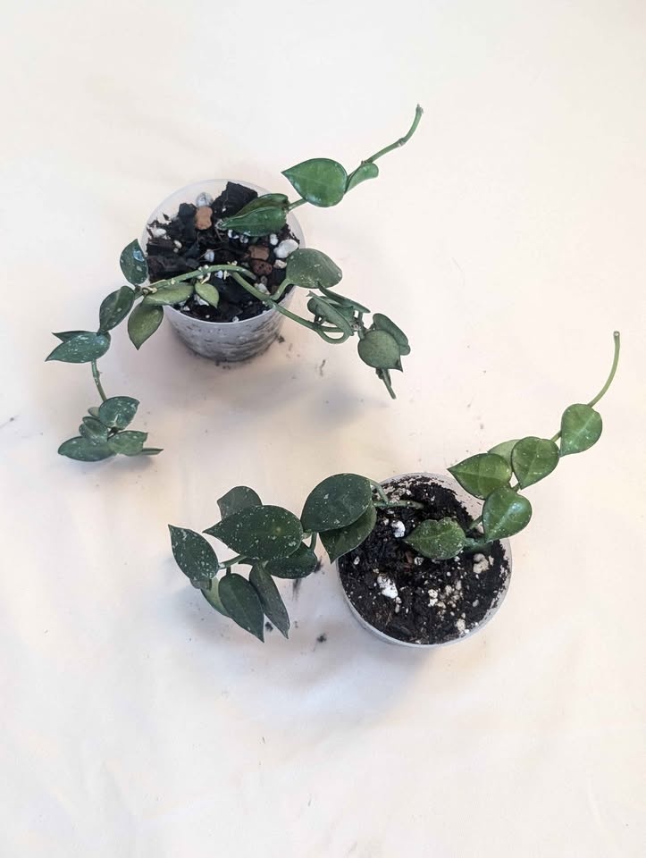 Hoya Khroniana Splash Plants - photo 2