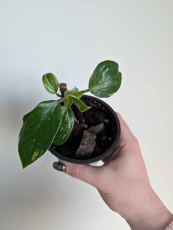 Philodendron 'white wizard'