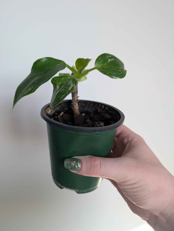 Philodendron 'white wizard' - photo 2