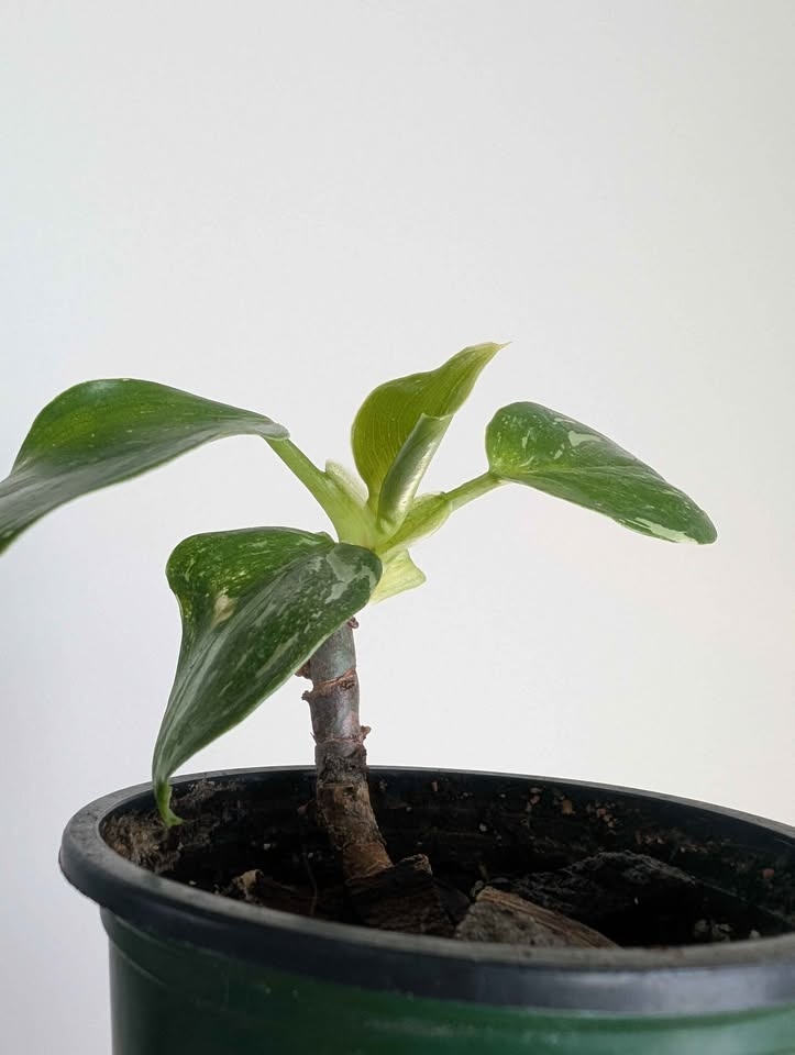 Philodendron 'white wizard' - photo 3