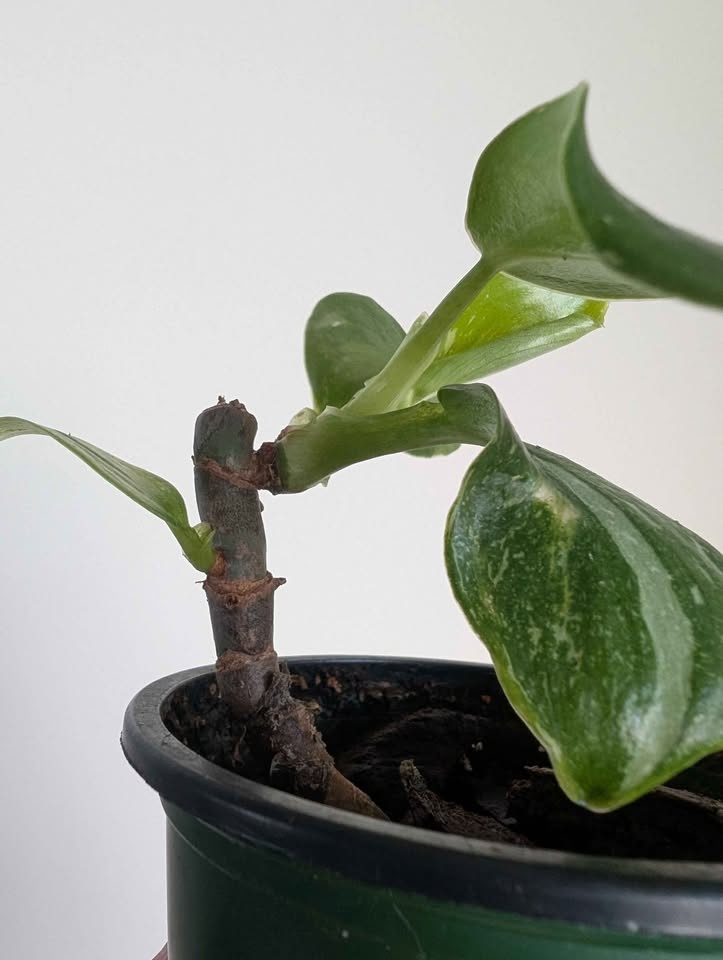 Philodendron 'white wizard' - photo 4