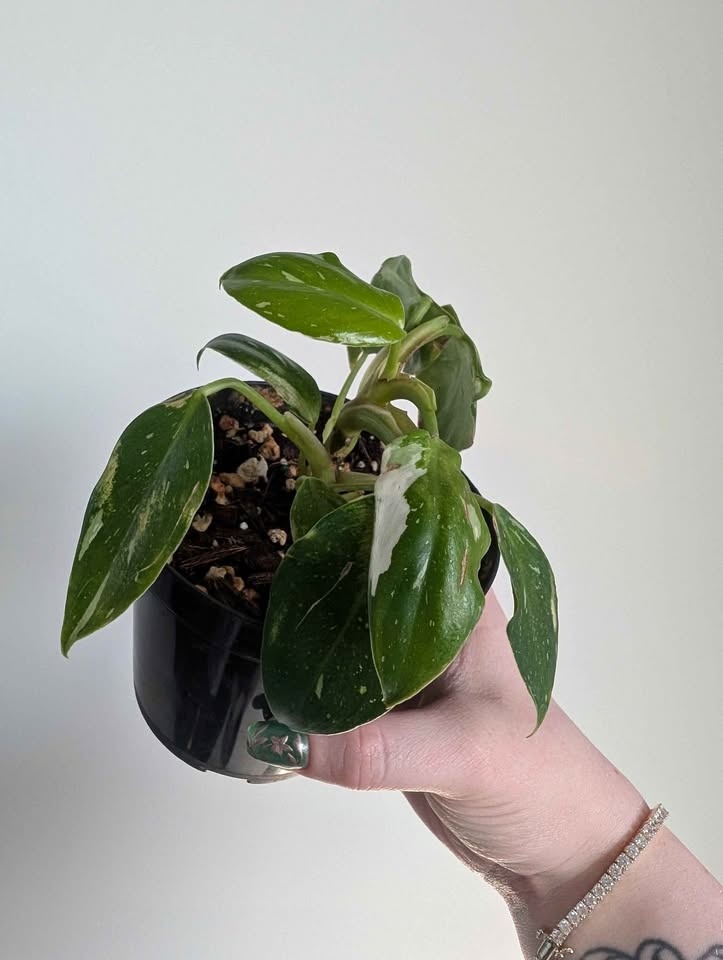 Philodendron 'white princess'