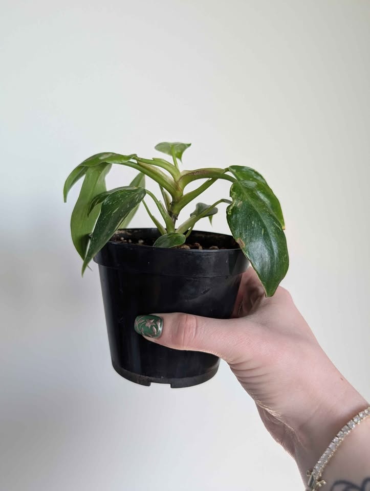 Philodendron 'white princess' - photo 2