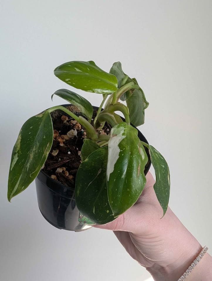 Philodendron 'white princess' - photo 3